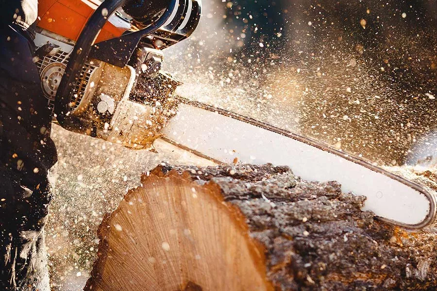 arborist cutting tree with chainsaw orlando fl