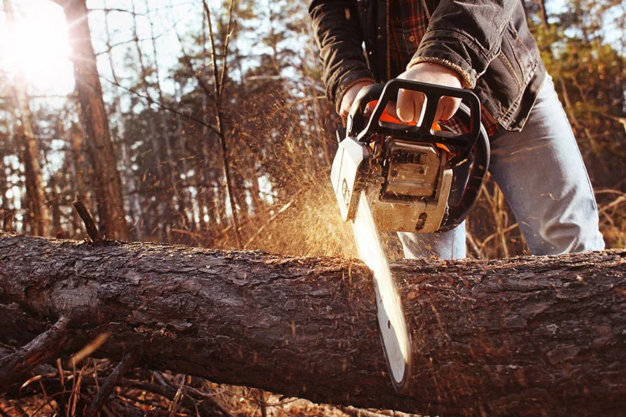 arborist with chainsaw cutting a tree at the ground orlando fl