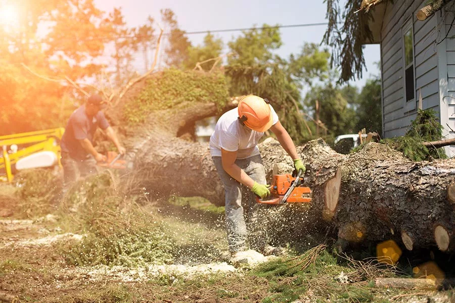 Emergency Tree Removal