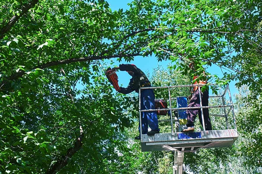 contractors working on tree removal commercial tree removal