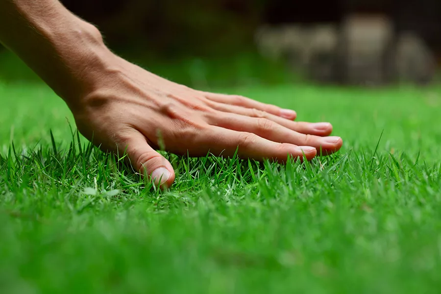 male hand touching the grass