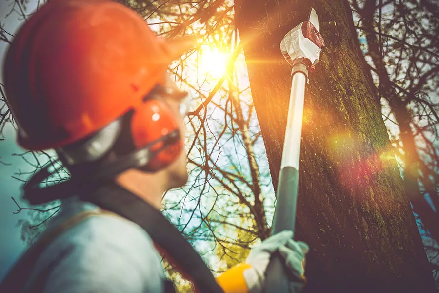 man in hard hat using tool to remove tree branches union park fl