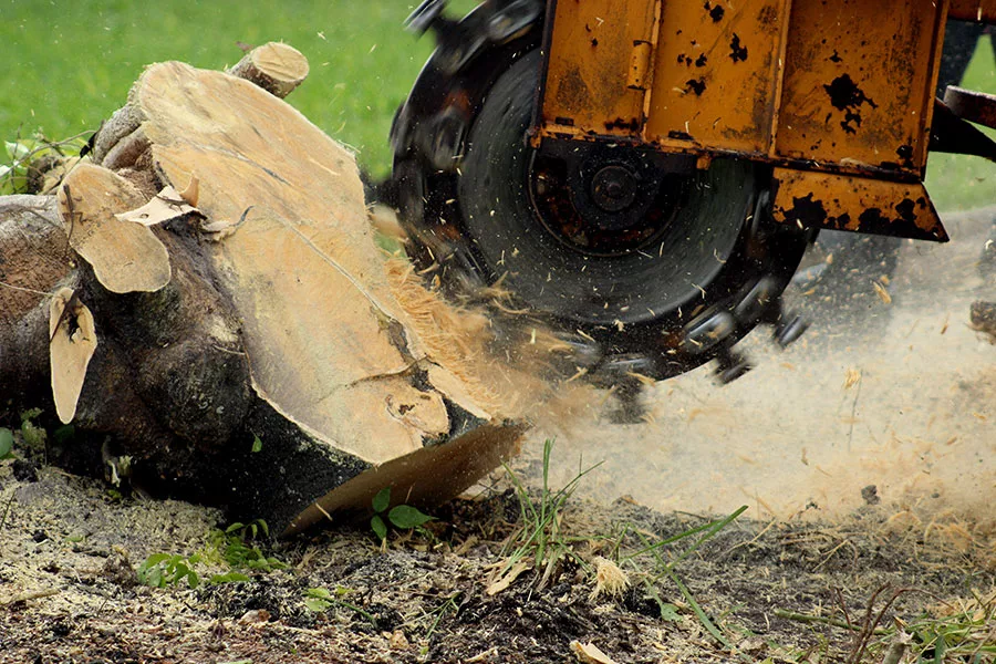 stump grinding with machinery close up orlando fl
