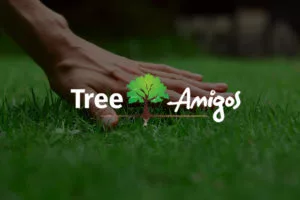 tree amigos orlando seo image 300x200