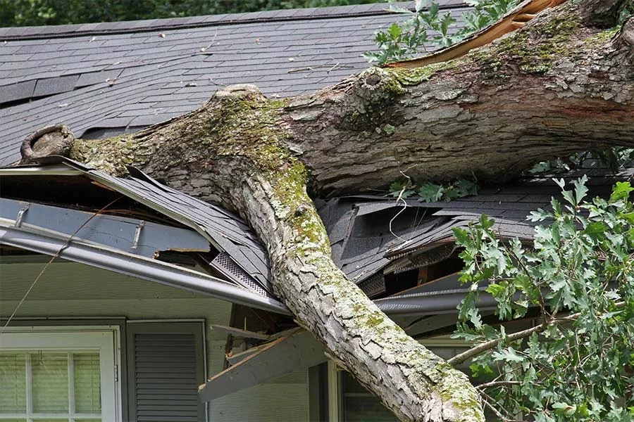 tree fallen and broken roof orlando fl