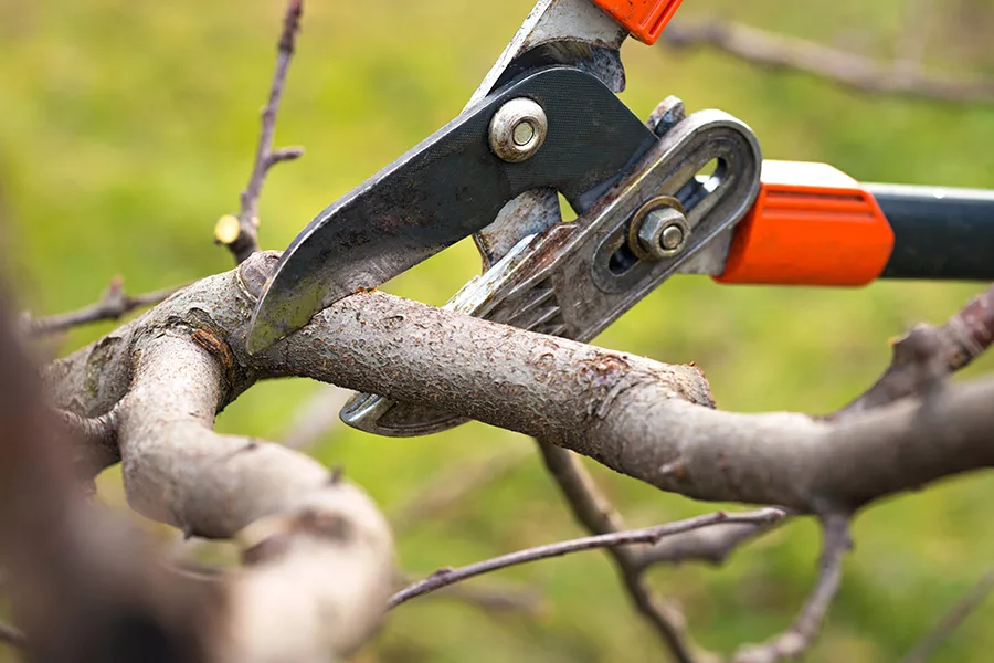 tree pruner tool close up orlando fl