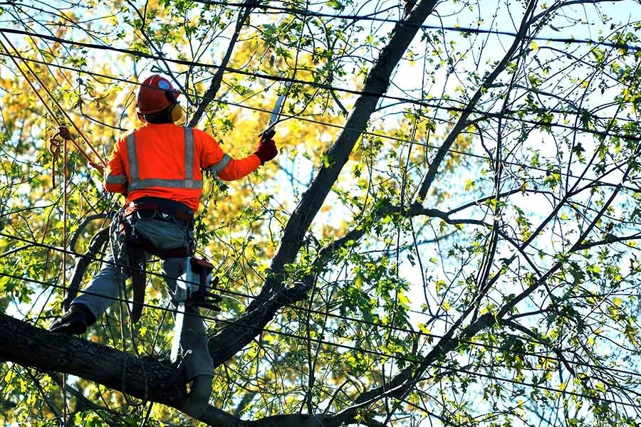 tree removal services orlando fl