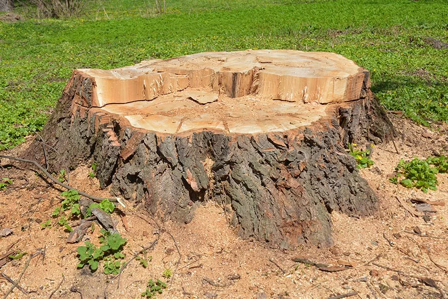 tree trunk at residential property with green grass orlando fl
