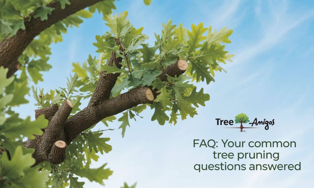 FAQ: Your Common Tree Pruning Questions Answered
