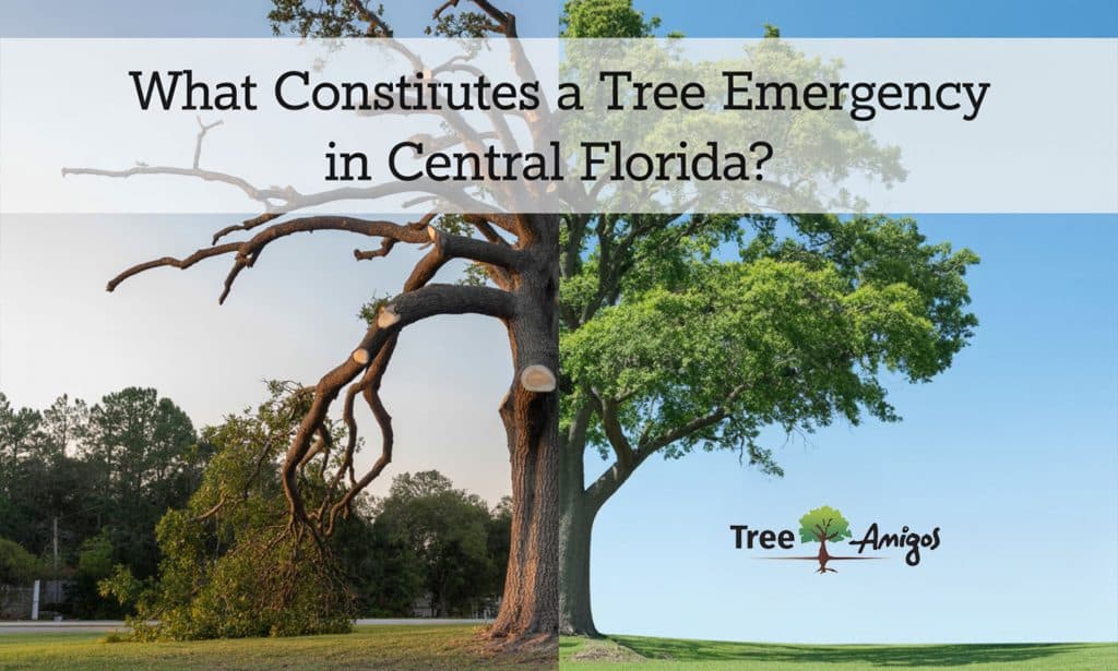What Constitutes a Tree Emergency in Central Florida?