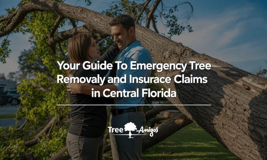 Your Guide to Emergency Tree Removal and Insurance Claims in Central Florida
