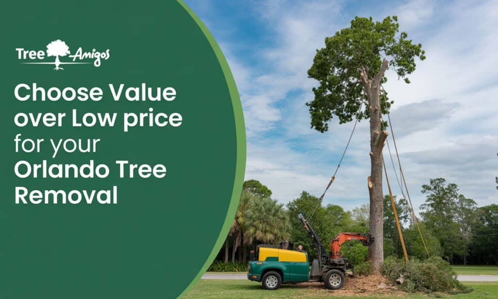Choose Value Over Low Price for Your Orlando Tree Removal