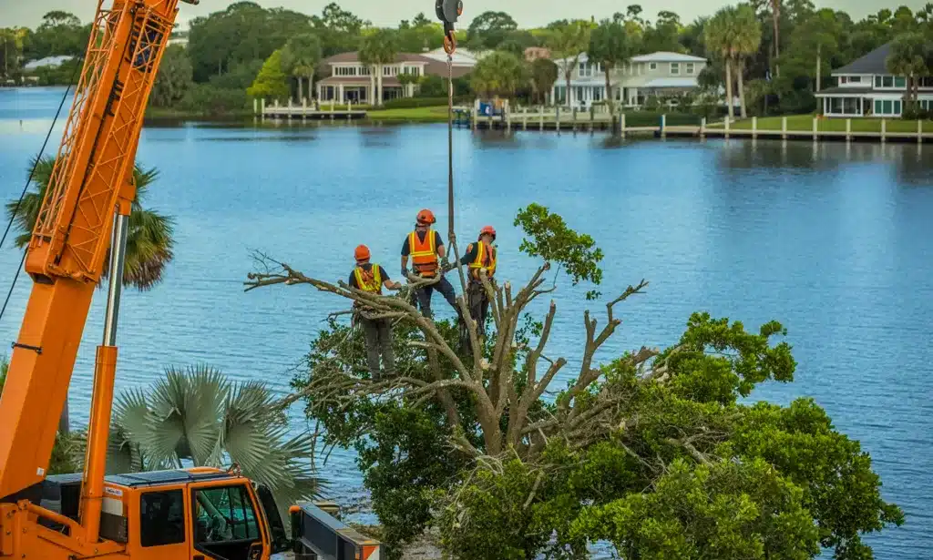 Mature oak tree overlooking Lake Conway in Belle Isle FL, requiring professional maintenance.