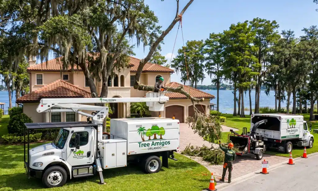 Expert Tree Removal Services in Windermere, FL: Protecting Your Beautiful Property